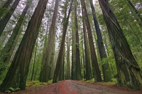 redwood_national_forest_t2051.jpg
