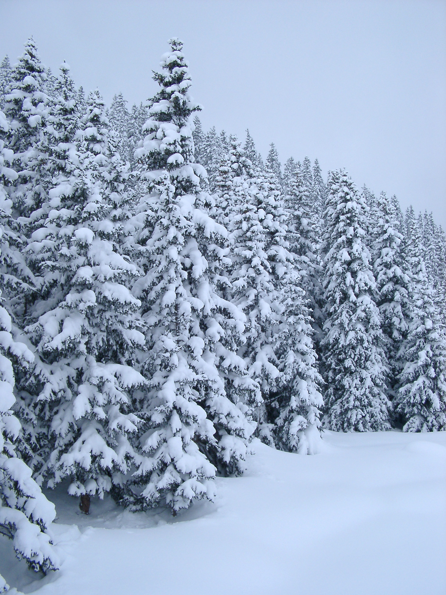 snowy_trees1995.jpg