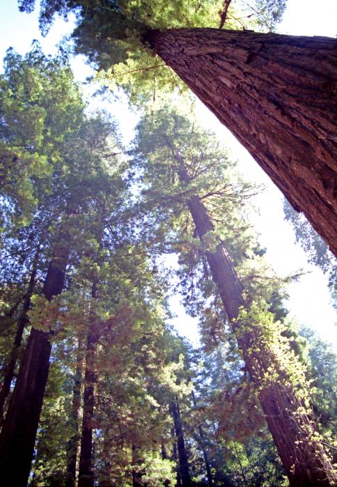 redwood-forest-1-steve-ohlsen.jpg