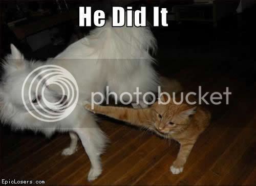 funny_pictures_cat_he_did_it_lolcat.jpg