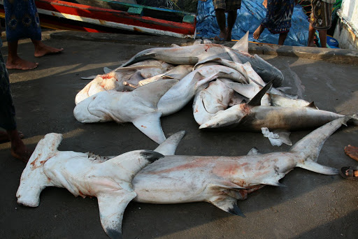 IMG_4125+shark+market+fish+Al-Hudayda.jpg