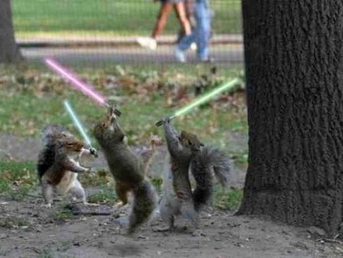 Jedi%20Squirrels.jpg