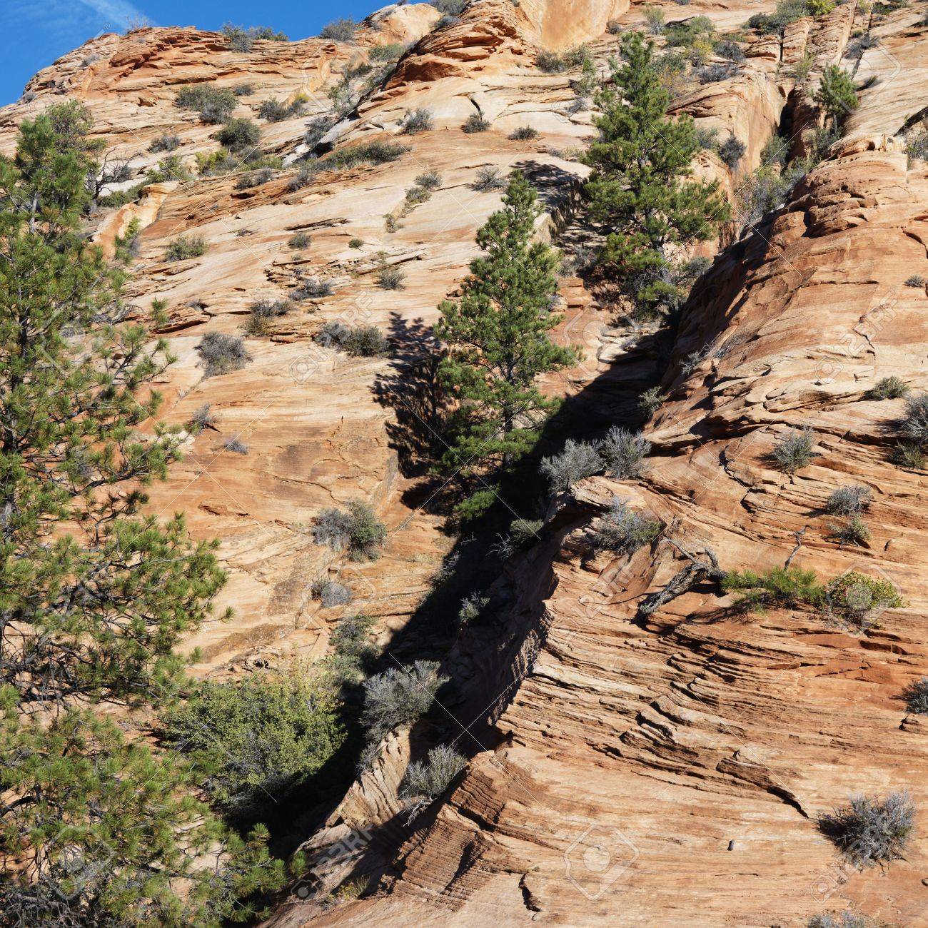 2237079-Rocky-desert-cliff-dotted-with-pine-trees-in-Zion-National-Park-Utah--Stock-Photo.jpg