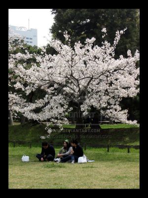 Japanese_Cherry_Blossom_Tree_by_PrincessJyhalra.jpg