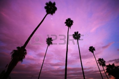 4322047-high-palm-trees-over-beautiful-pink-sunset-sky.jpg