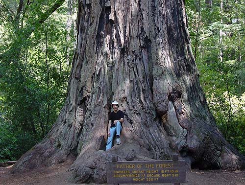 RedwoodTree.jpg