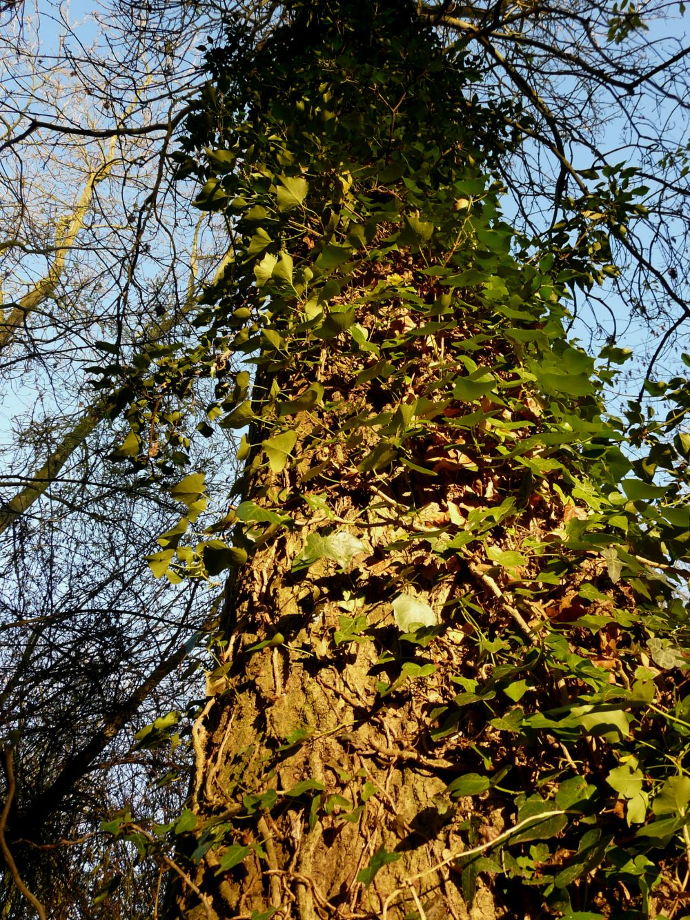 ivy-climbing-tree-trunk.JPG