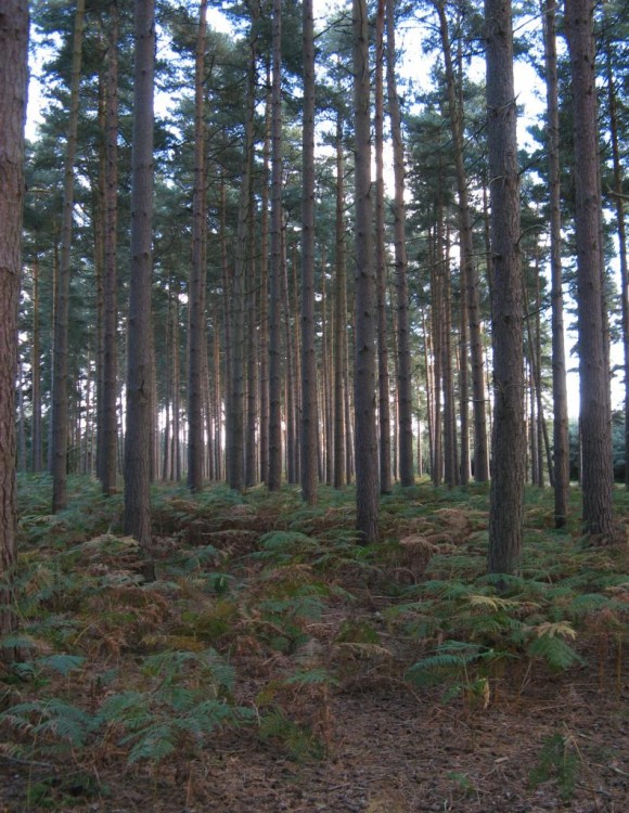 pine_trees_bedford_woods-1000x750.jpg
