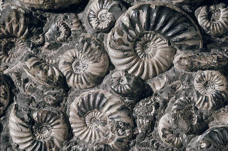 uk-fossil-ammonites-two-column.jpg