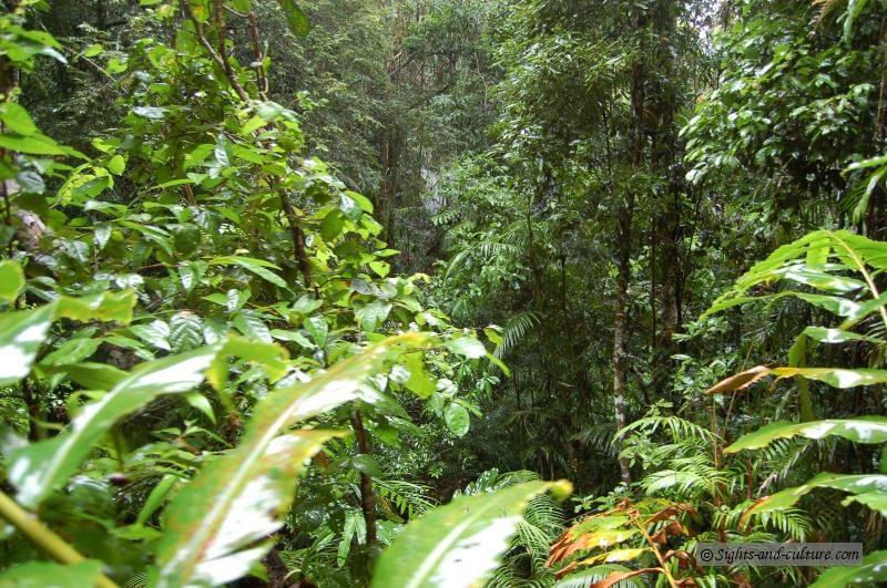 rainforest-jungle_0247.JPG