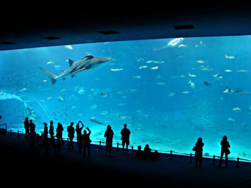 okinawa-aquarium.jpg
