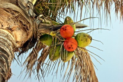 coconuts.jpg