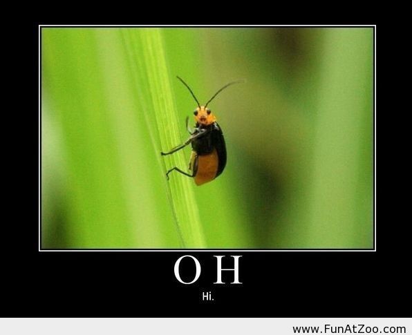 2dbadf6ab932761708bf9cc33ec44d21--insects-demotivational-posters.jpg