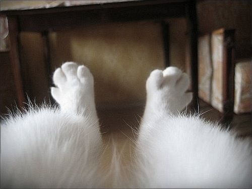 funny-hairy-legs-cat_large.jpg